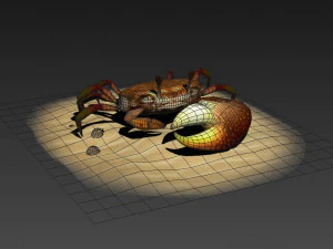 Fiddler crabs Hai River crabs hairy crabs shells oceans 3D Model