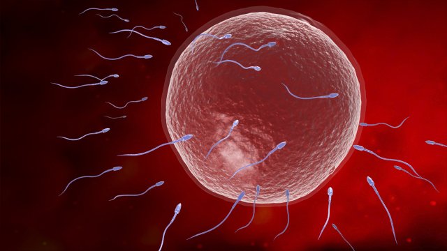 Sperm eggs fertilization medical treatment Modelo 3D .c4d .max .obj .3ds .fbx .stl .blend 