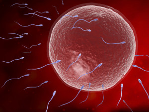 Sperm eggs fertilization medical treatment Model 3D