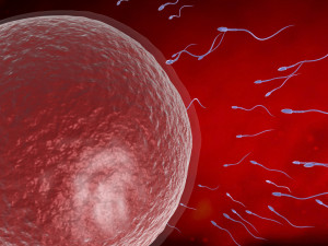Sperm eggs fertilization medical treatment Modelo 3D