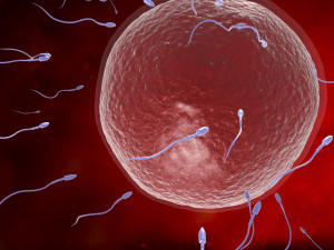 Sperm eggs fertilization medical treatment Modelo 3D