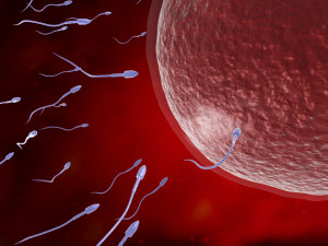 Sperm eggs fertilization medical treatment Modelo 3D