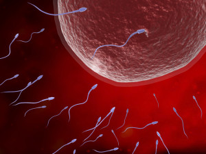 Sperm eggs fertilization medical treatment Modelo 3D
