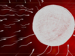 Sperm eggs fertilization medical treatment Modelo 3D