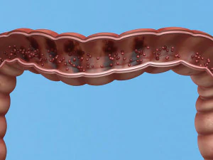 Демонстрация энтеротоксина, анатомия внутренних органов, желудочно-кишечный тракт 3D Модель