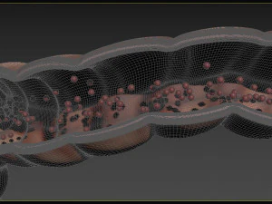 Enterotoxin demonstration internal organs anatomy gastrointestinal 3D Model