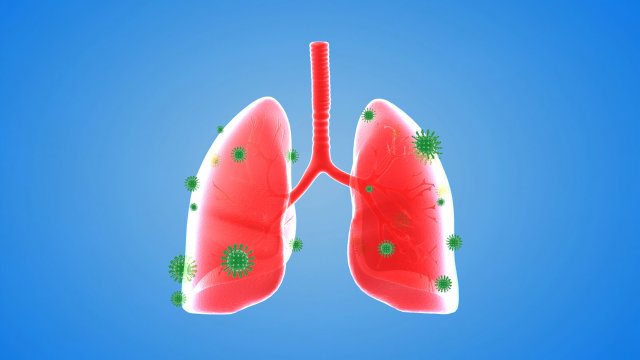 Tract lung trachea Human Lung Right and Bronchi 3D 模型 .c4d .max .obj .3ds .fbx .stl .blend 