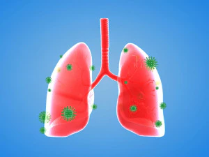 Тракт легкого, трахеи, легкого человека, правого и бронхов 3D Модель