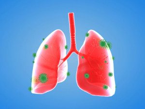 Tract lung trachea Human Lung Right and Bronchi 3D 模型