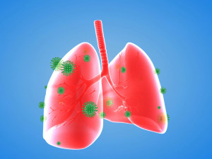 Tract lung trachea Human Lung Right and Bronchi 3D 模型