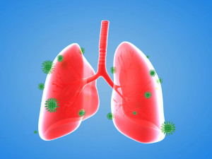 Tract lung trachea Human Lung Right and Bronchi 3D 模型