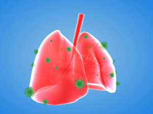 Tract lung trachea Human Lung Right and Bronchi 3D 模型