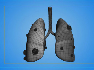 Tract lung trachea Human Lung Right and Bronchi 3D 模型