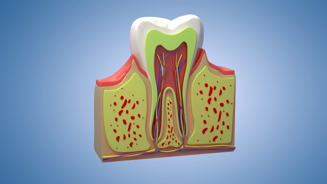 Medical Teeth Dental profile cortical structure of the gums neurovasculature Teeth Model 3D .c4d .max .obj .3ds .fbx .stl .blend 
