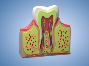 Medical Teeth Dental profile cortical structure of the gums neurovasculature Teeth Modèle 3D