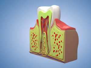 Medical Teeth Dental profile cortical structure of the gums neurovasculature Teeth Model 3D
