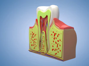 Medical Teeth Dental profile cortical structure of the gums neurovasculature Teeth 3D Model