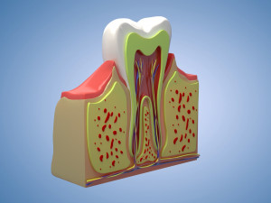 Medical Teeth Dental profile cortical structure of the gums neurovasculature Teeth Model 3D