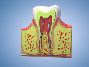 Medical Teeth Dental profile cortical structure of the gums neurovasculature Teeth Model 3D