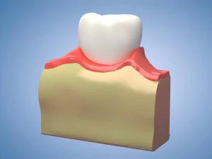 Medical Teeth Dental profile cortical structure of the gums neurovasculature Teeth 3D Model