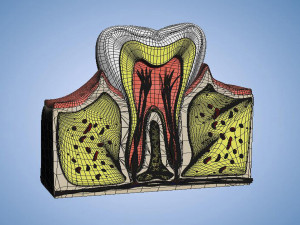 Medical Teeth Dental profile cortical structure of the gums neurovasculature Teeth Model 3D