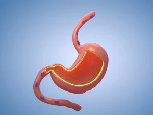 Поперечное сечение желудка. Анатомия мускулатуры. 3D Модель