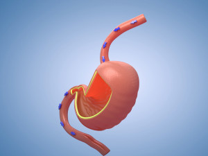 Stomach Cross Section Musculature anatomy Model 3D