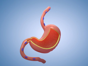 Stomach Cross Section Musculature anatomy Model 3D
