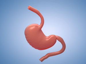 Stomach Cross Section Musculature anatomy Model 3D