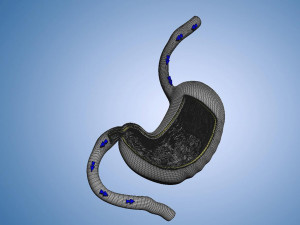 Stomach Cross Section Musculature anatomy Model 3D