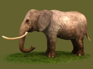 Animated elephant africa heavy mammal animal tusk safari 3D Model