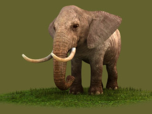 Animated elephant africa heavy mammal animal tusk safari Modello 3D