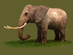 Animated elephant africa heavy mammal animal tusk safari Modello 3D