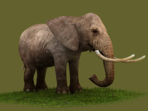 Animated elephant africa heavy mammal animal tusk safari Modello 3D