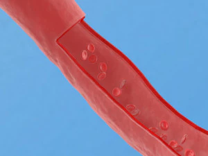 Vaso sangu&iacute;neo vermelho sistema humano art&eacute;ria vasos de sa&uacute;de Modelo 3D