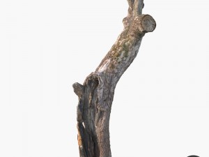 dead tree Modèle 3D