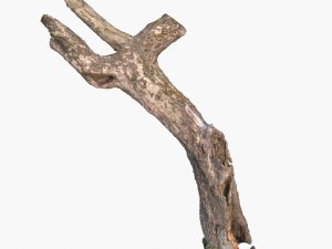 dead tree 3Dモデル
