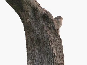 dead tree 3D Model