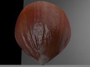 hazelnut 3D 模型