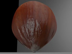 hazelnut 3D Model