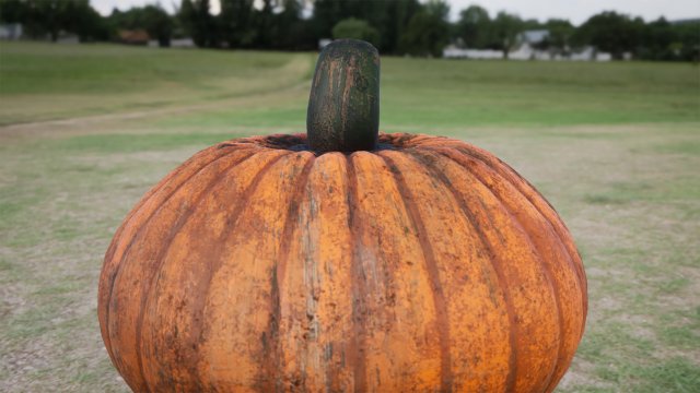 realistic pumpkin 3D 모델 .c4d .max .obj .3ds .fbx .stl .blend 