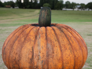 realistic pumpkin 3D Model