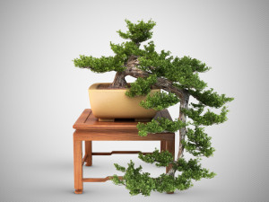 bonsaitrees 3D Model