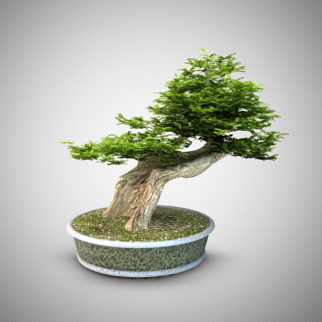 bonsai trees 3D 모델 .c4d .max .obj .3ds .fbx .stl .blend 
