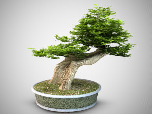 bonsai trees Modèle 3D
