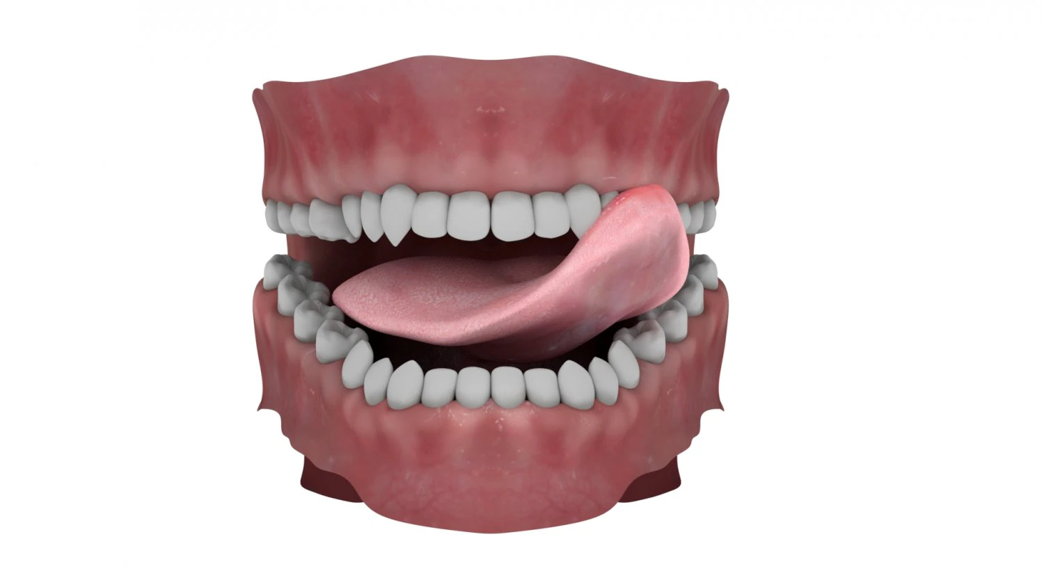 teeth and tongue rigged-arnold render 3D Model .c4d .max .obj .3ds .fbx .stl .blend 