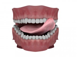 teeth and tongue rigged-arnold render 3D Model