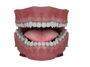 teeth and tongue rigged-arnold render Model 3D