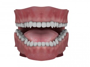 teeth and tongue rigged-arnold render Model 3D