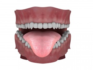 teeth and tongue rigged-arnold render Model 3D